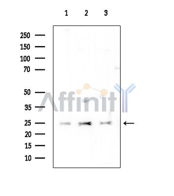 Валидация Affinity DF14661 - 10702