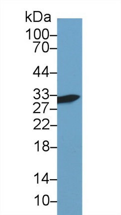 10246