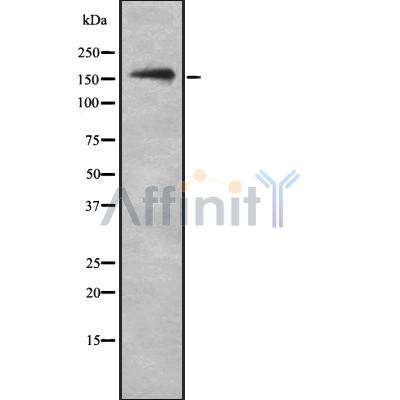 Валидация Affinity DF8795 - 20831