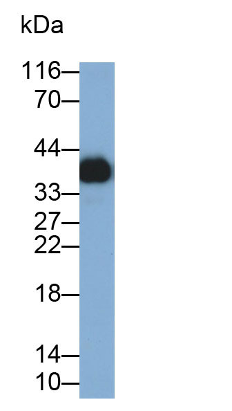 32039