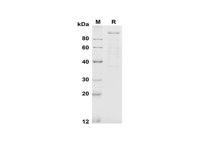 Валидация Elabscience PDMM100181(1141)