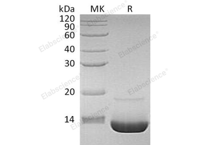 Валидация Elabscience PKSH032270(2772)