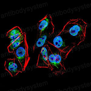 Валидация IF - AntibodySystem RHB26903