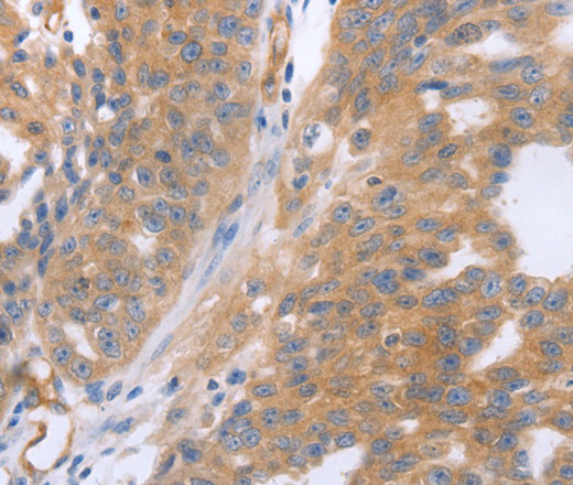 Валидация Elabscience E-AB-12824