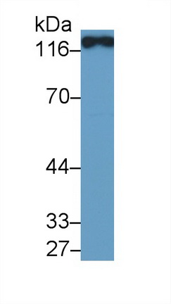 40700