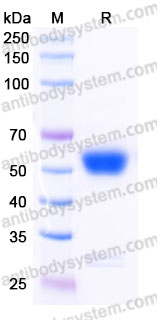 EHD55102, SDS-PAGE