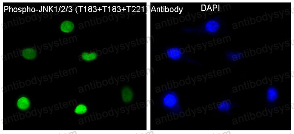 Валидация IF - AntibodySystem RHE45802