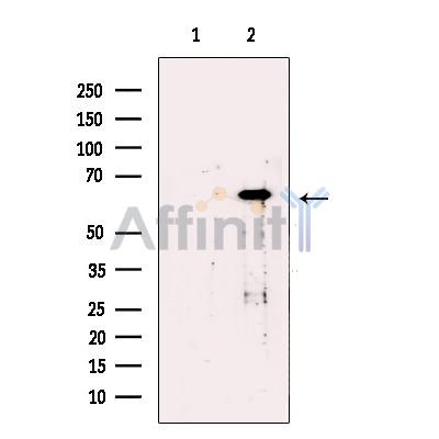 Валидация Affinity DF13425 - 8733