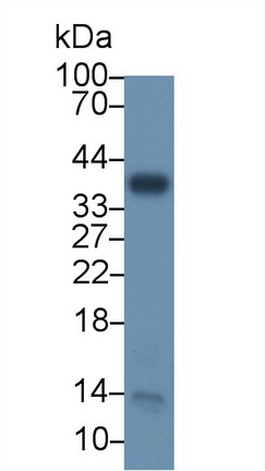 13286