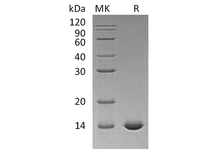 Валидация Elabscience PKSH033623(3909)