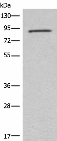 Валидация Elabscience E-AB-18574