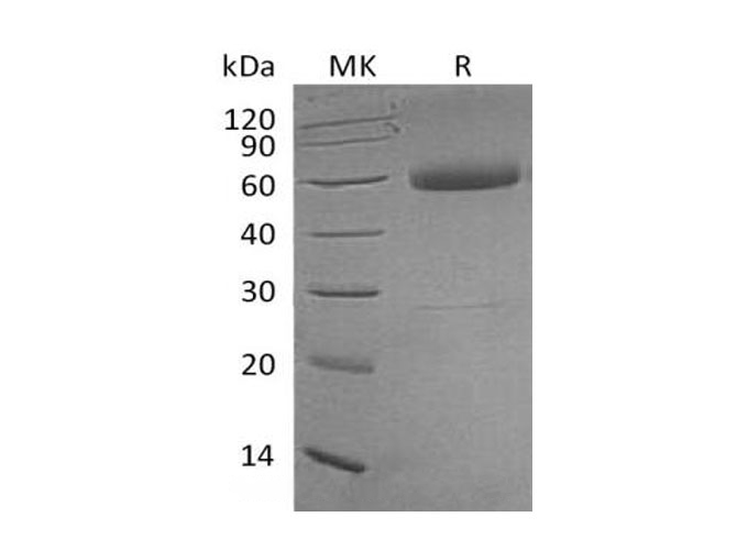 Валидация Elabscience PKSH033160(3515)