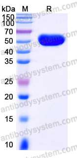 EHJ53502, SDS-PAGE