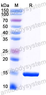 Валидация SDS-PAGE - AntibodySystem RXX04401