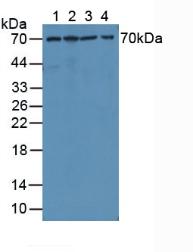 4925