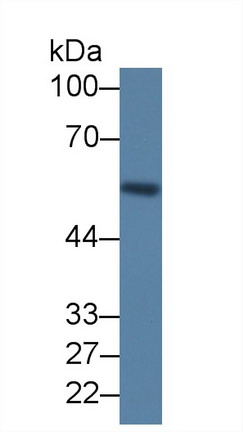 3883