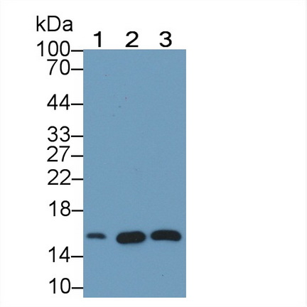 39337
