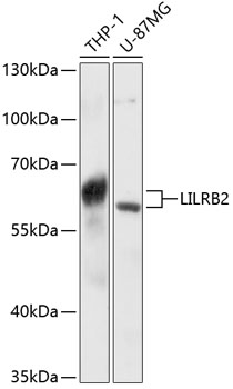 Валидация Elabscience E-AB-65877