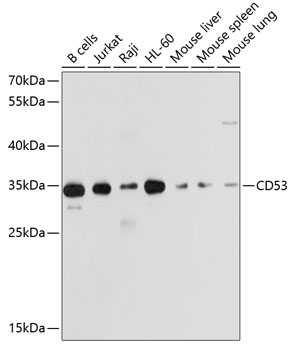 Валидация Elabscience E-AB-62659