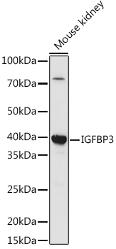 Валидация Elabscience E-AB-91410