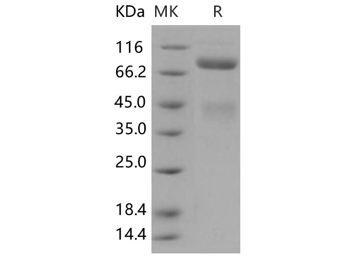 Валидация Elabscience PKSH031482(2180)