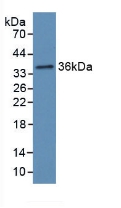 57603