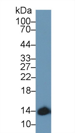 10207