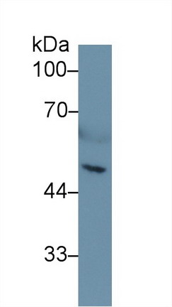 9158