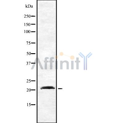 Валидация Affinity DF8351 - 20206