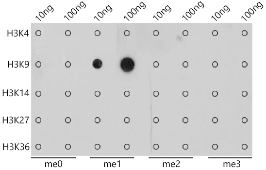 A20734, точечный блоттинг, пептиды (11724)