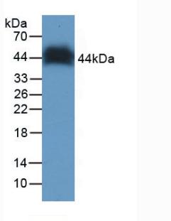 60983