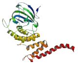 Kinesin 2 (KNS2)