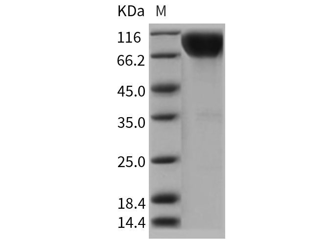 Валидация Elabscience PKSR030332(5675)