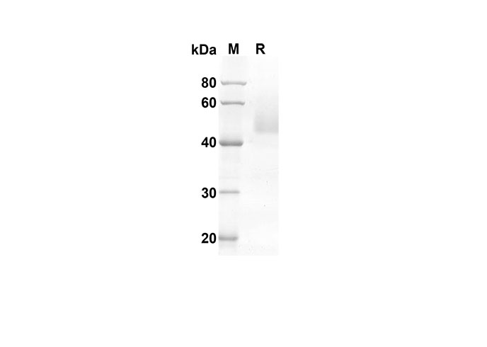 Валидация Elabscience PDMH100263(886)