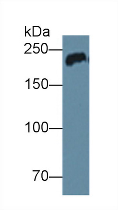 12390
