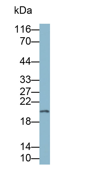 32811