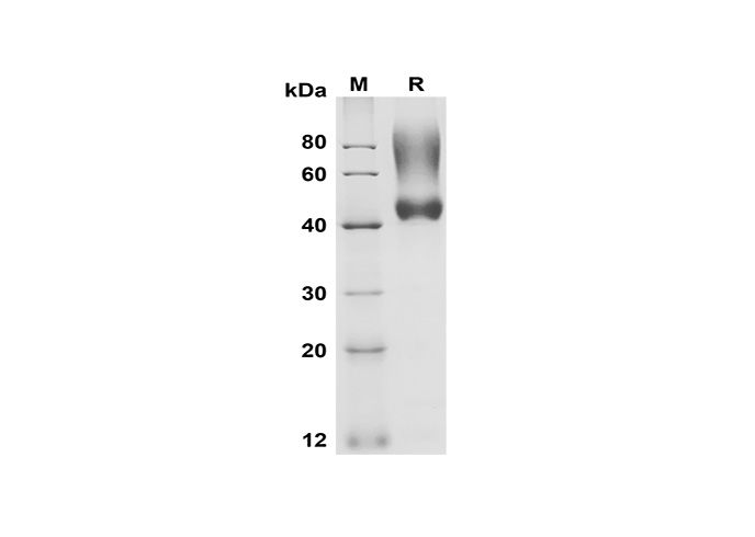 Валидация Elabscience PDMH100329(941)