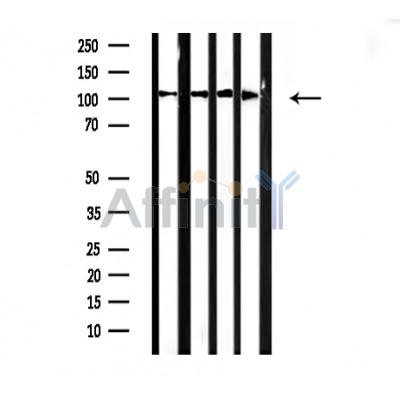 Валидация Affinity DF3163 - 13968