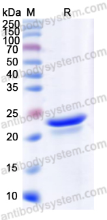 Валидация AntibodySystem YMB98601