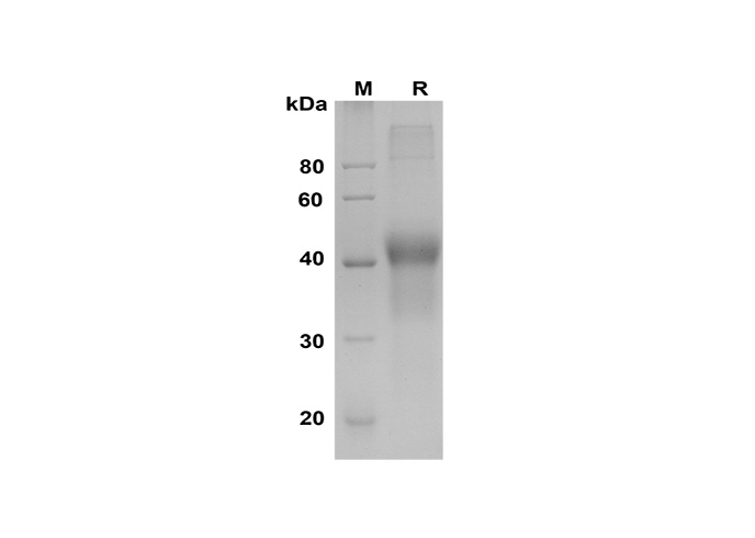 Валидация Elabscience PDMH100350(961)