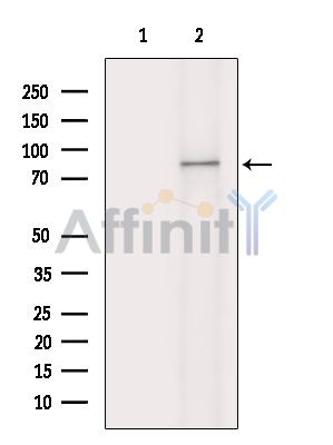 Валидация Affinity DF15455 - 11808