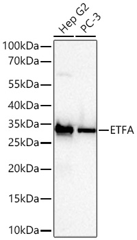 A27677, вестерн-блоттинг, различные лизаты (3885)