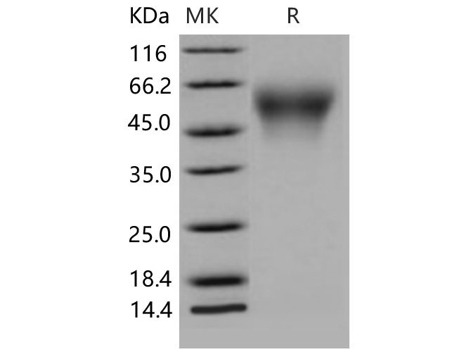 Валидация Elabscience PKSM040592(4578)