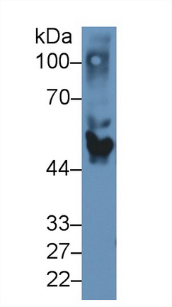 12501