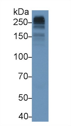 40931