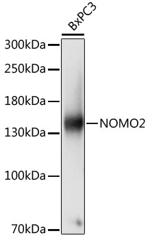 Валидация Elabscience E-AB-66876