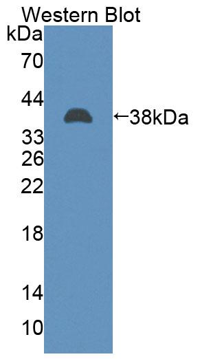 58334