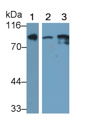 27591