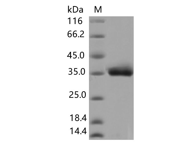 Валидация Elabscience PKSV030382(6121)