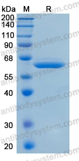 Валидация AntibodySystem AHD32801
